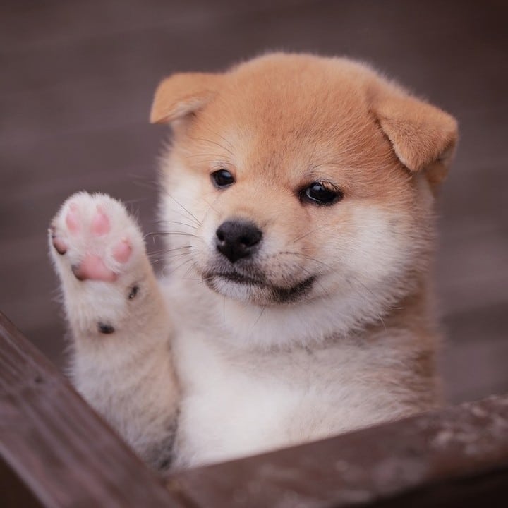 秋田犬 (仔犬) - Akita Dog (Puppy)#秋田 #秋田県 #日本犬 #秋田犬 #犬 #イヌ #仔犬 #子犬 #動物 #ペット #家族 #旅行 #観光 #かわいい #天然記念物 #Akita #AkitaPrefecture #JapaneseDog #AkitaInu #AkitaDog #Dog #Puppy #Animal #Pet #Family #Tourism #Sightseeing #Cute 0#NaturalMonument #instagay